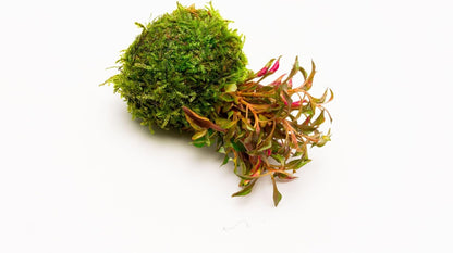 SubstrateSource Live Planted Decor - Calico Plant (Alternanthera bettzickiana ‘Red’) on Clay Moss