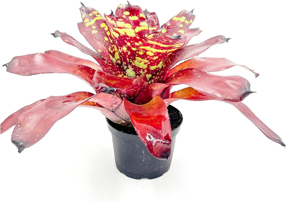 ragnaroc Live Plants - Bromeliad Neoregelia 'Green Eye', 16" Wide and 12" Tall in 6" Pot - 1ct