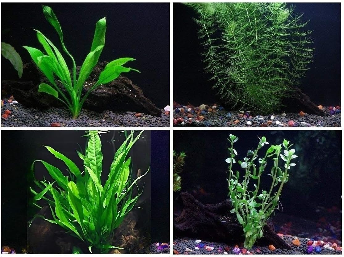 4 Species Aquarium Plants Package - Java Fern (Microsorum), Hornwort (Ceratophyllum demersum)