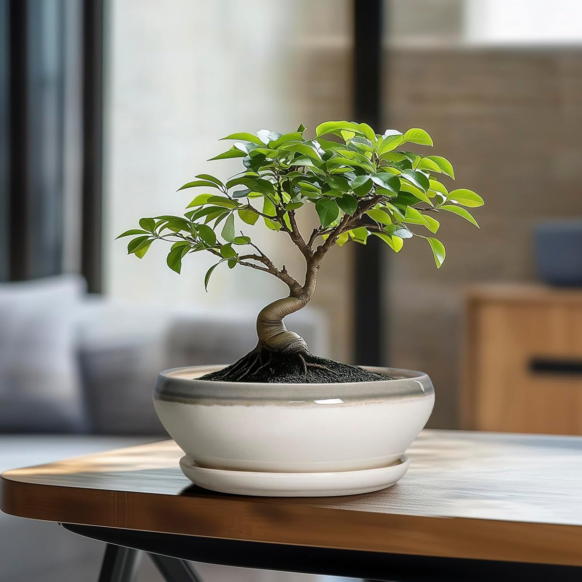 SQOWL Bonsai Tree Pots - 8 Inch Ceramic Succulent Pots with Drainage Hole and Saucer, Shallow Round