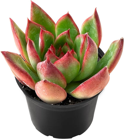 2" Live Succulent 'E. Agavoides Horse', Rare Succulent Plants Fully Rooted in Pots, Unique House