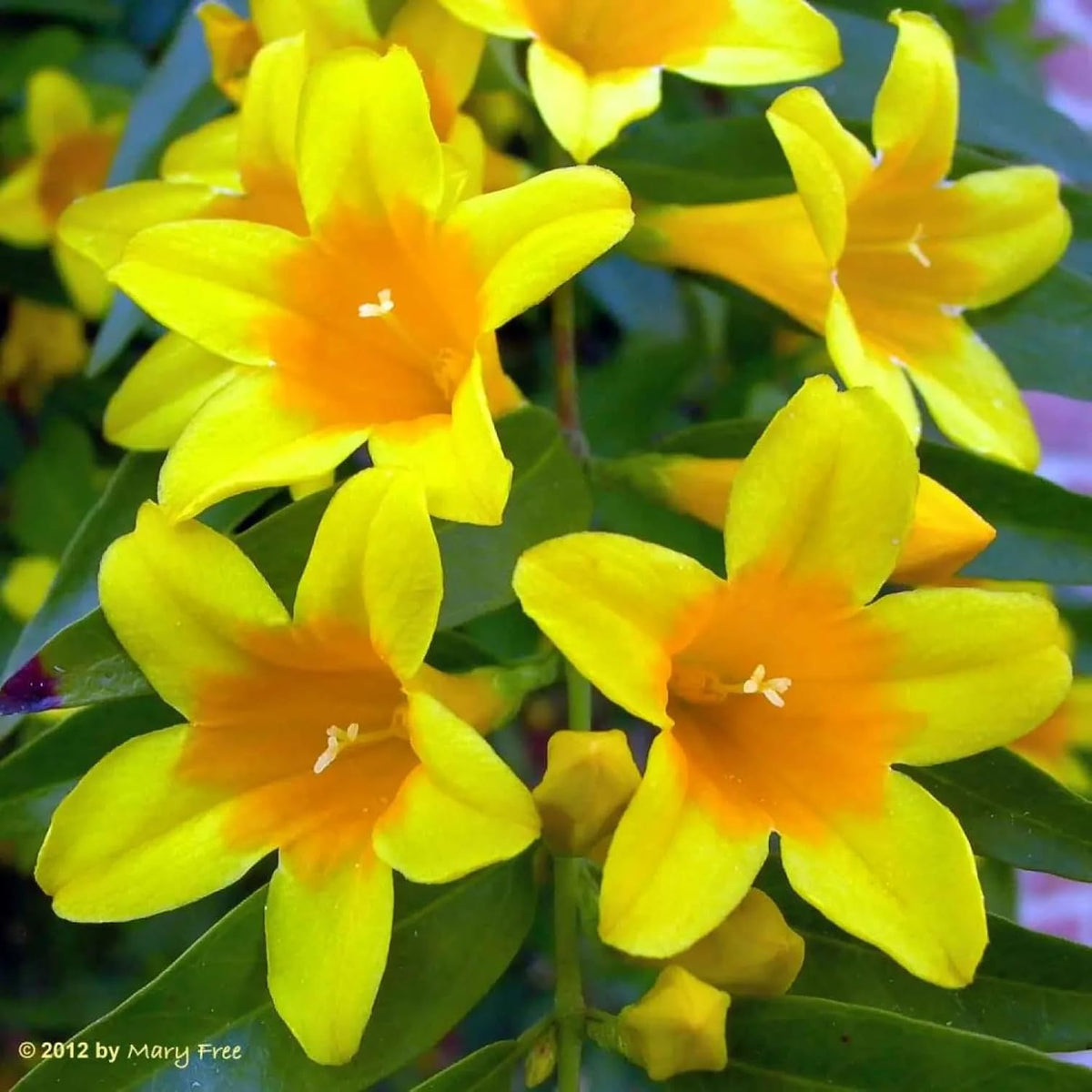 Carolina Jasmine Plant, Live Evergreen Vine, Fragrant Yellow Blooms, Fast Growing Climber for