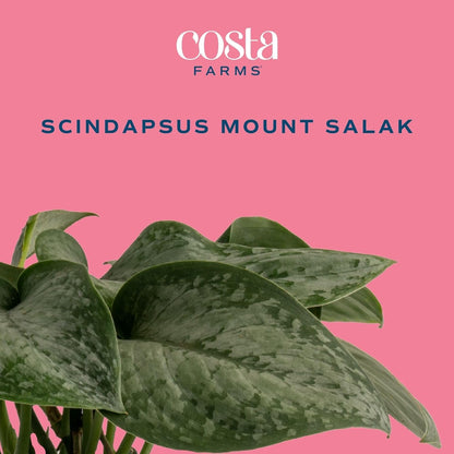 Costa Farms Scindapsus Mount Salak Live Plant in Self Watering Pot, Indoor Houseplant, Perfect for
