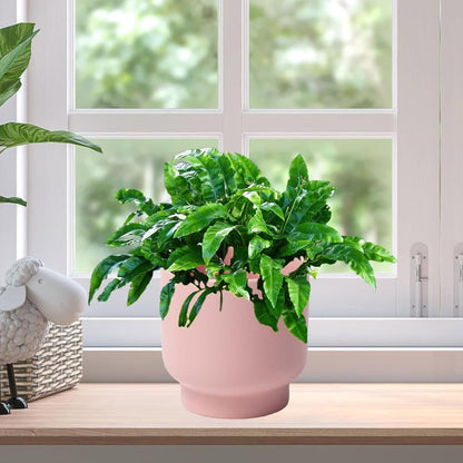 LB Pink Ceramic Plant Pots for Indoor Plants, Succulent Planters Ceramic Plant Pot, Cute Flower