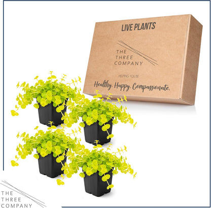 Creeping Jenny Live Plant (Lysimachia nummularia) - 4 Plants Per Pack - Healthy Trailing Perennial