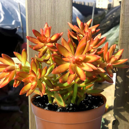 Live Succulents Sedum Adolphi 'Firestorm' (4-inch), Succulent Plants Fully Rooted in Pots with