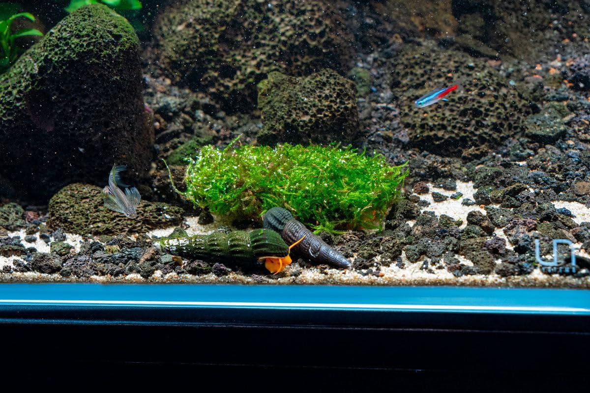 SubstrateSource Live Planted Decor - Christmas Moss (Vesicularia montagnei) on Clay - Low Light
