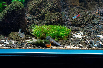 SubstrateSource Live Planted Decor - Christmas Moss (Vesicularia montagnei) on Clay - Low Light