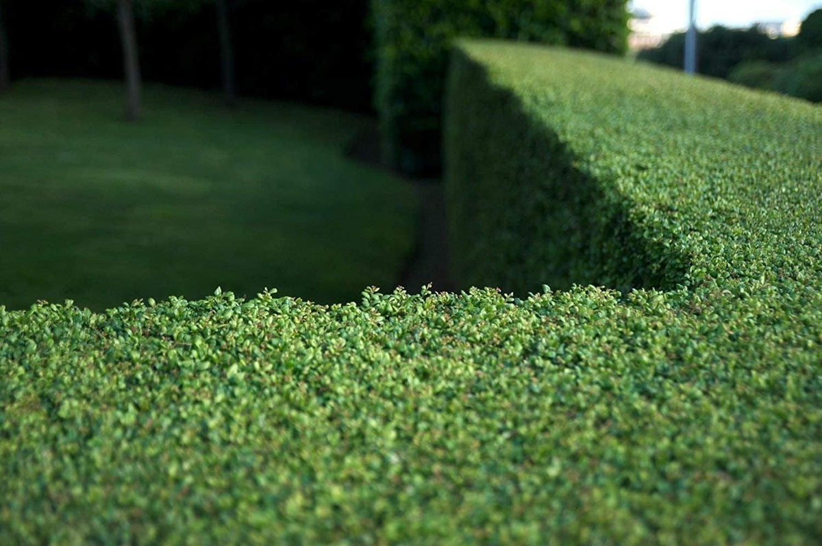 Dwarf Yaupon Holly | 2 Live Gallon Size Plants | Ilex Schilling Stokes Vomitoria | Evergreen