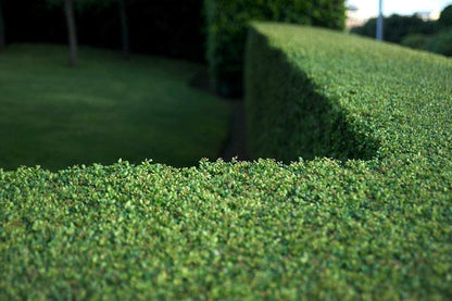 Dwarf Yaupon Holly | 3 Live Gallon Size Plants | Ilex Schilling Stokes Vomitoria | Evergreen