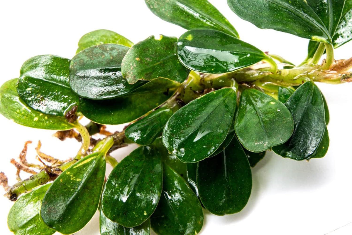 SubstrateSource Bucephalandra Purple Blue Live Aquarium Plant - Natural Freshwater Fish Tank