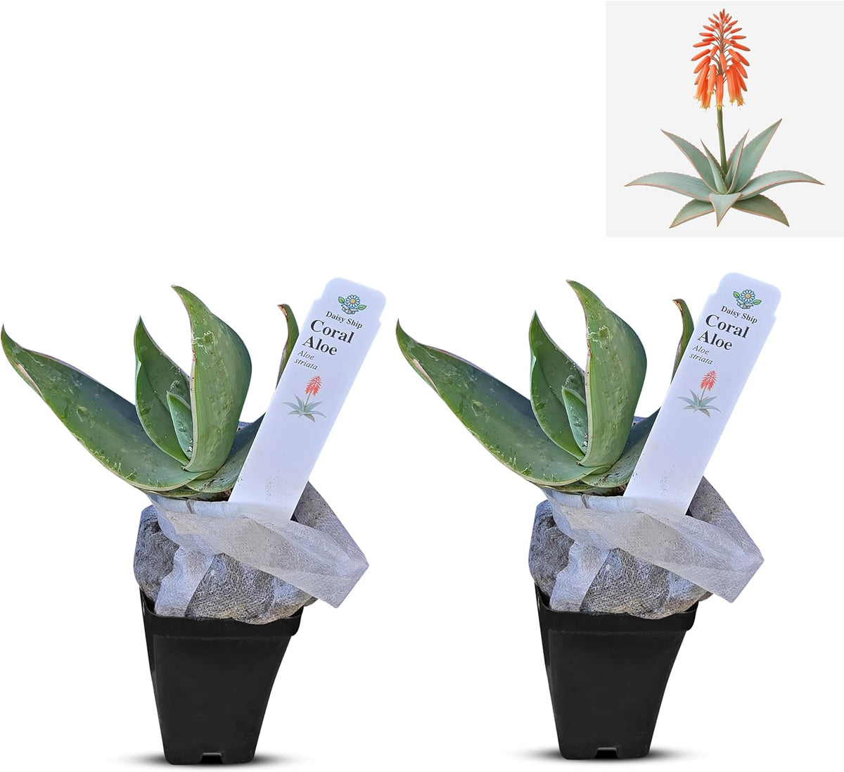 Coral Aloe Plants (Aloe striata) - Live Succulent with Striking Pink Edges and Smooth, Flat Leaves