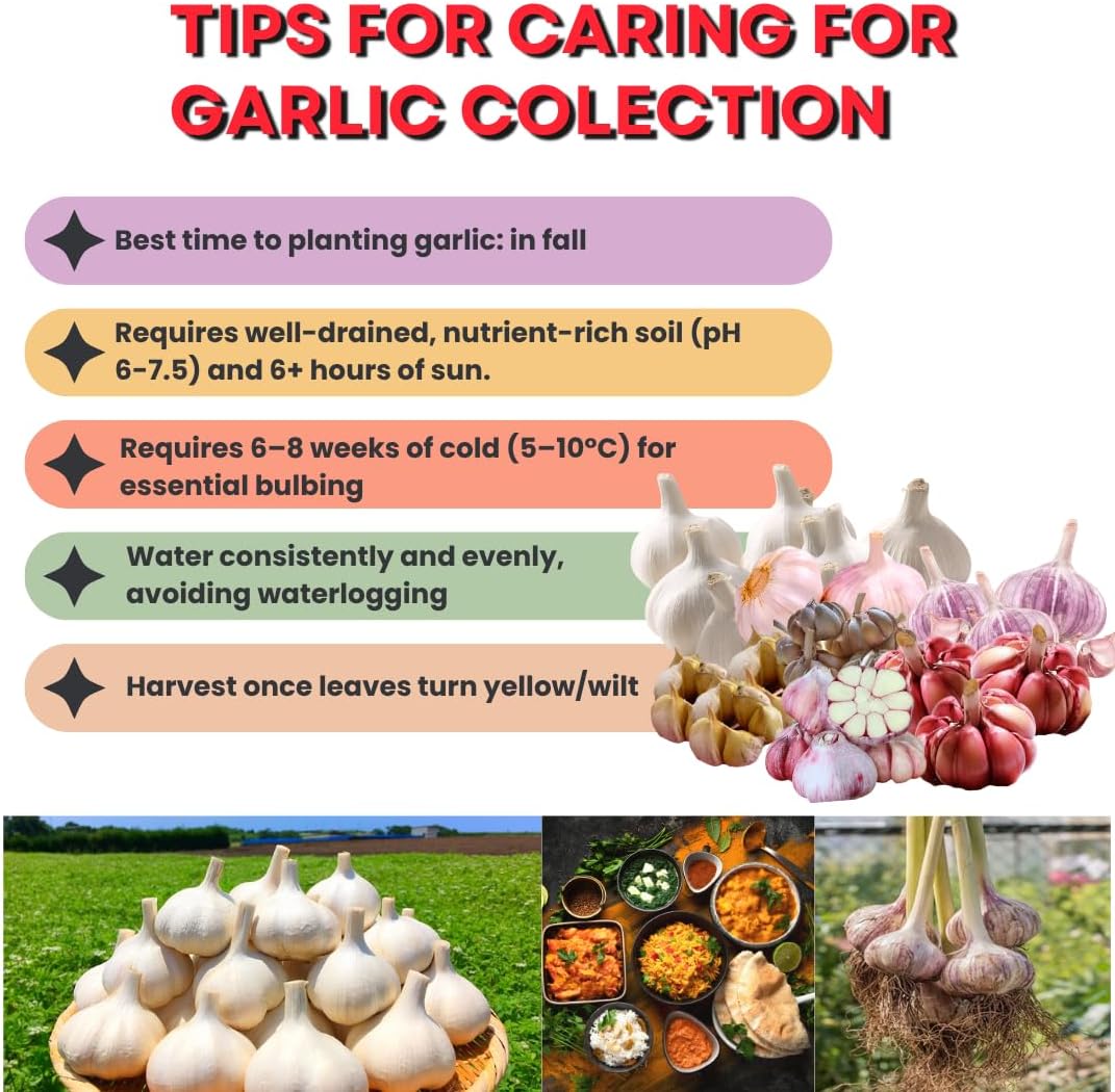 1 Pound Garlic for Planting in Fall Hardneck Softneck, 8-10 Top Size Garlic Bulbs for Planting