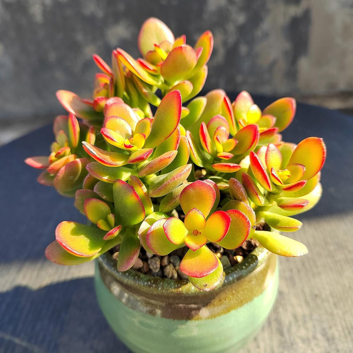 Sprout N Green Dwarf Jade - Crassula Ovata Crosby's Compact, Rare Cute Succulent Plant Fully Rooted