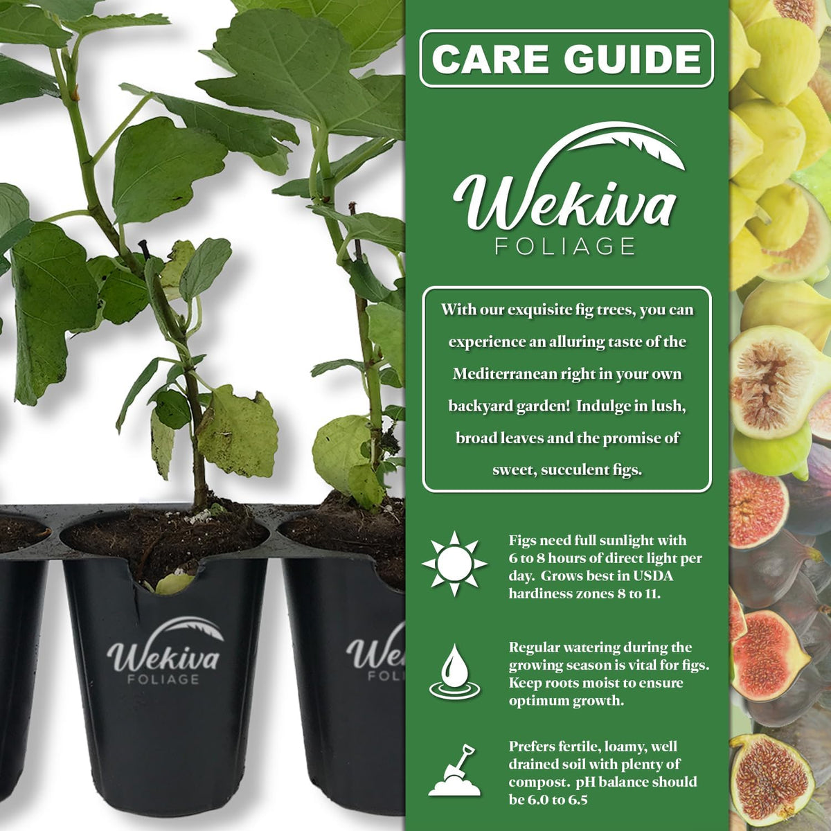 Olympian Fig Tree - 4 Live Starter Plants - Ficus Carica - Edible Fruit Tree for The Patio and