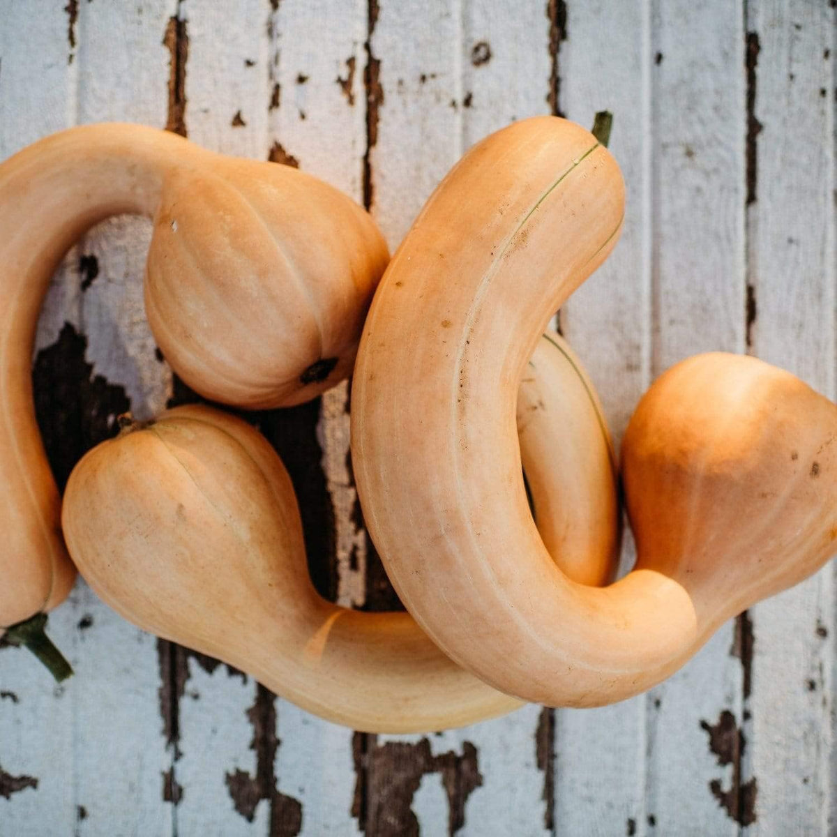 Pennsylvania Dutch Crookneck Squash - 25 Seeds - Heirloom Butternut Squash Variety, Non-GMO Winter