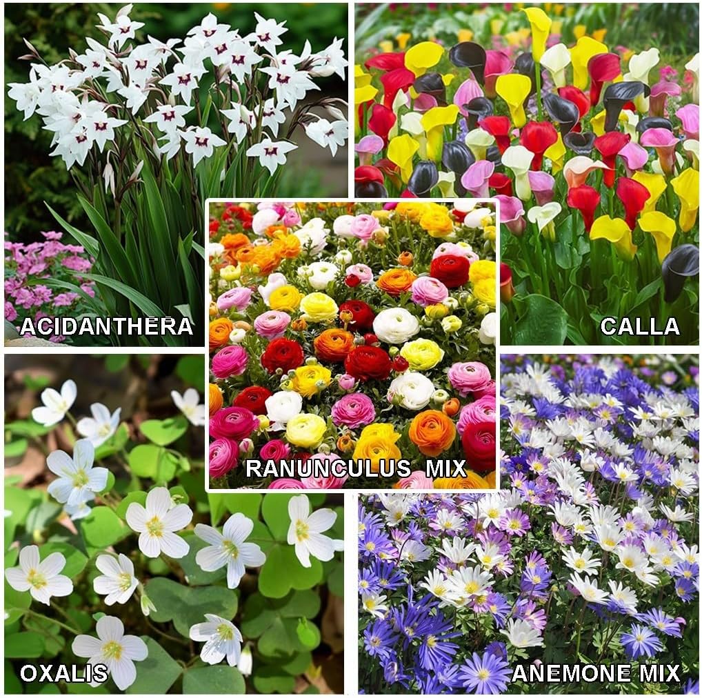 Amazing Deal - Complete Spring & Summer 100 Bulbs Blooming Flower Garden - Beautiful Flowers That