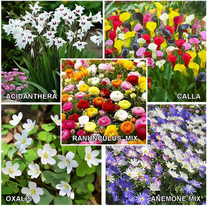 Amazing Deal - Complete Spring & Summer 100 Bulbs Blooming Flower Garden - Beautiful Flowers That