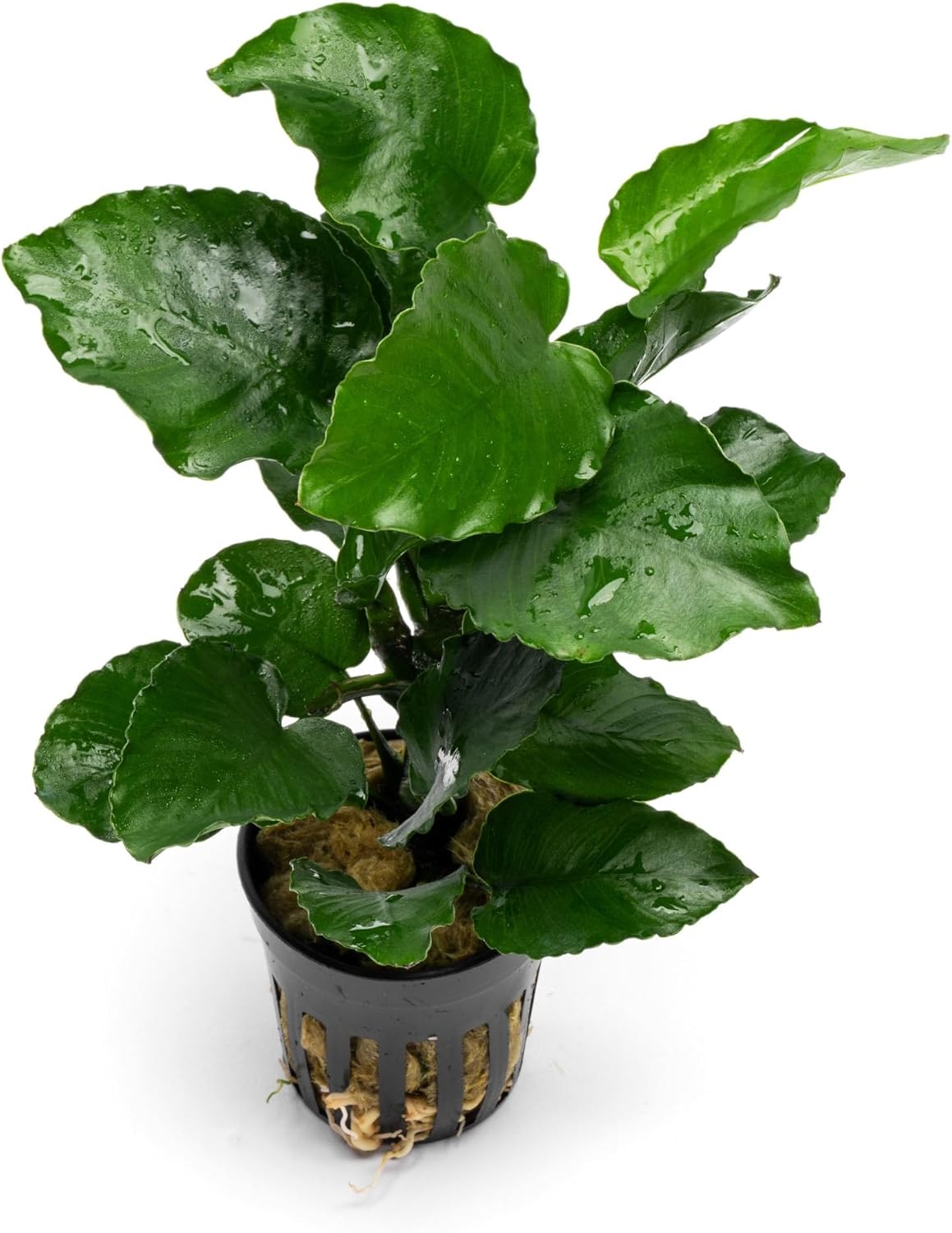 SubstrateSource Live Jungle Plants - Anubias Emerald Bloom (Anubias barteri) - Compact Epiphytic