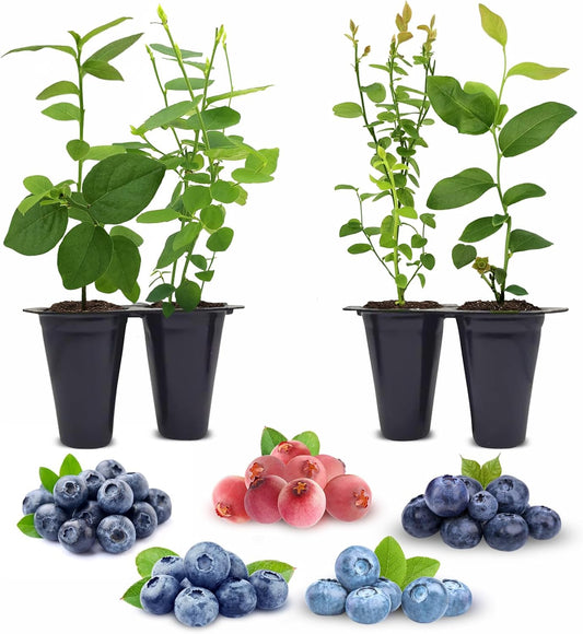 Blueberry Plants Collection (4 Pack) Edible Fruit Plant from Our Optimal Picks | Easy to Grow