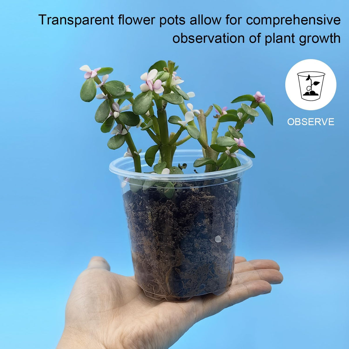 4" Clear Seeding Pots 50-Pack Round for Seeds Starting, Seeds Germination Transparent Nursery Pots