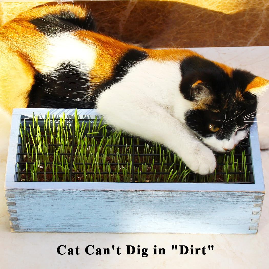 Wooden Cat Grass Planter (no Seeds Included) with Potting Soil Disks, Anti-Digging Grid and