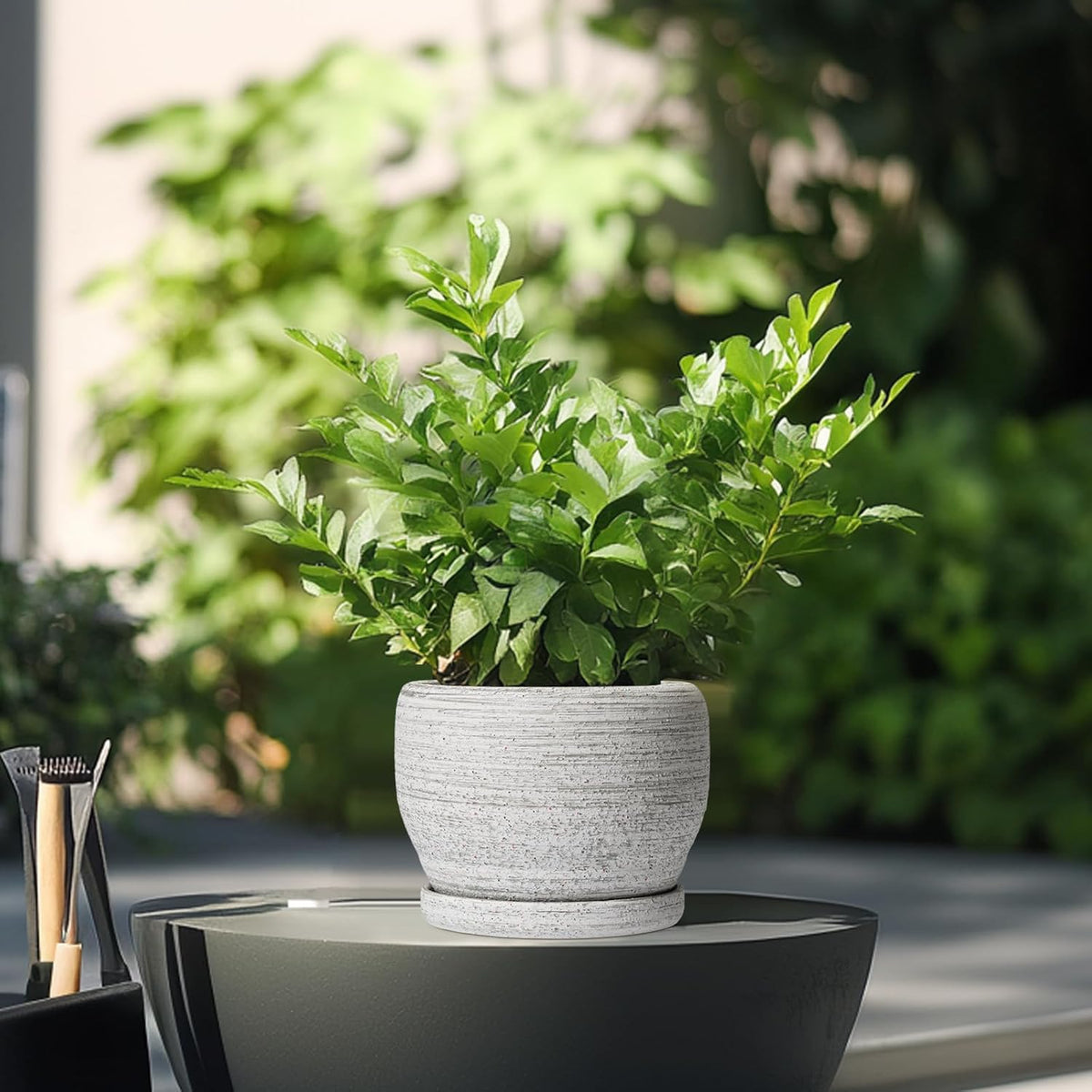 SQOWL Ceramic Planters for Indoor Plants - 6 Inch Plant Pot with Drainage Hole and Saucer, Small