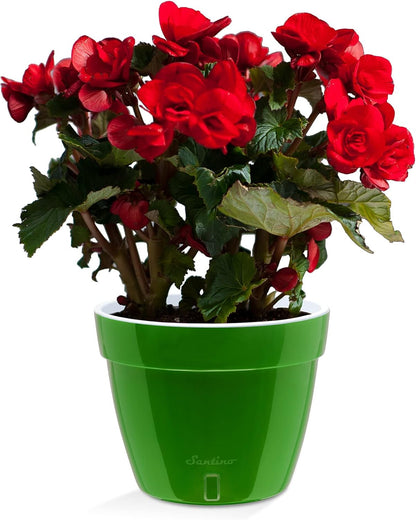 Santino AST 7.9 Inch Self Watering Planter Green-Gold/White for Indoor Plants - Premium Quality