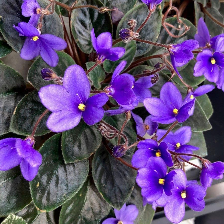 Park Seed African Violet Flower Plant Seeds, Easy to Grow, Perfect for Spring Garden, Heirloom