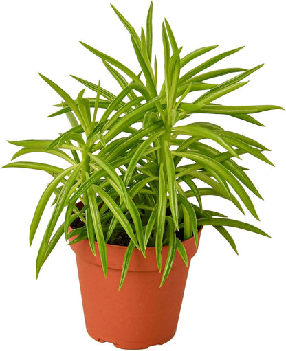 Peperomia Green Bean Live Plant for Indoor | Different Houseplants in 4'' & 6'' Pot | Real House