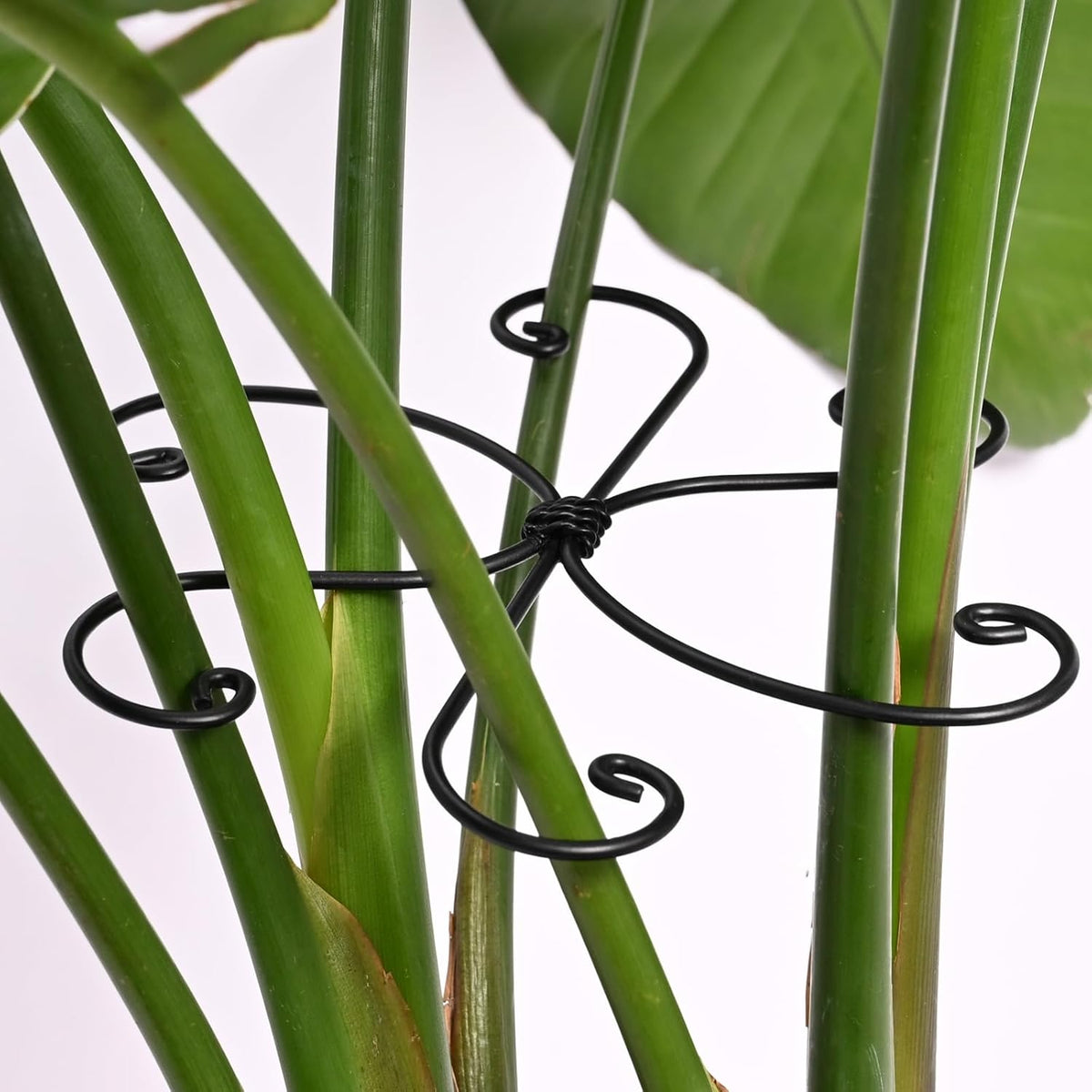Black Monstera Plant Support Hook - 6.5 * 6.5IN -5 Piece Set, Durable Metal Stem Supports for