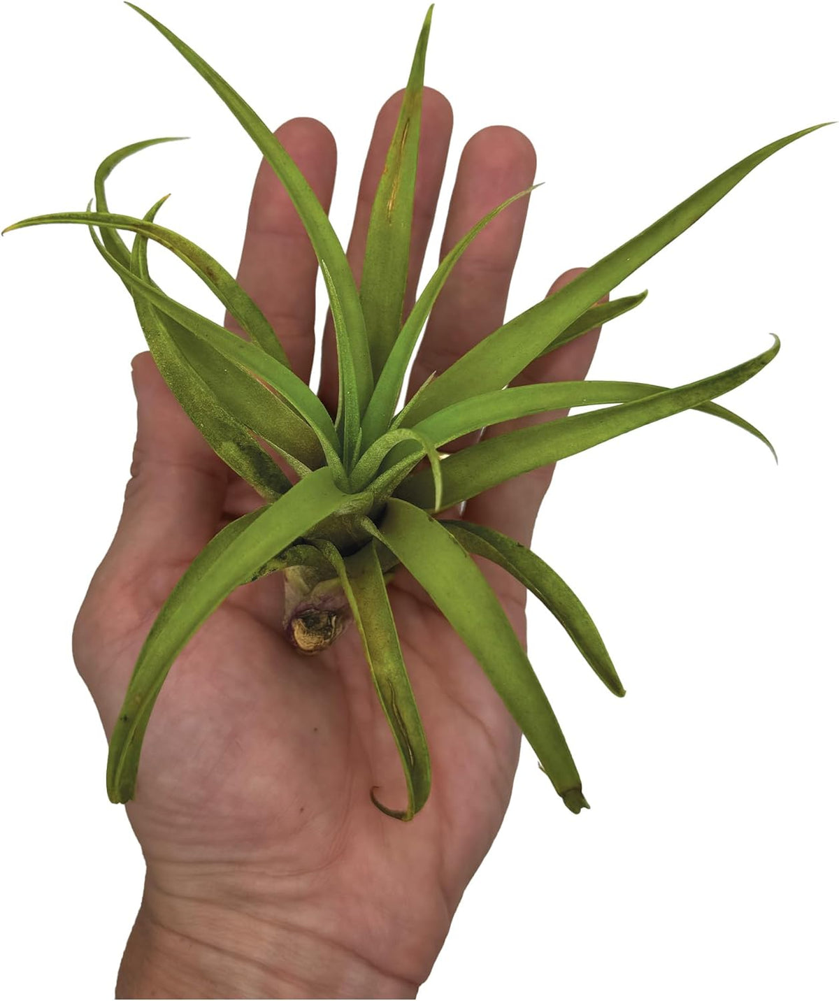 ragnaroc Air Plants - Tillandsia Capitata (Peach), Large 5-7” - 1 ct - Live Arrival Guaranteed