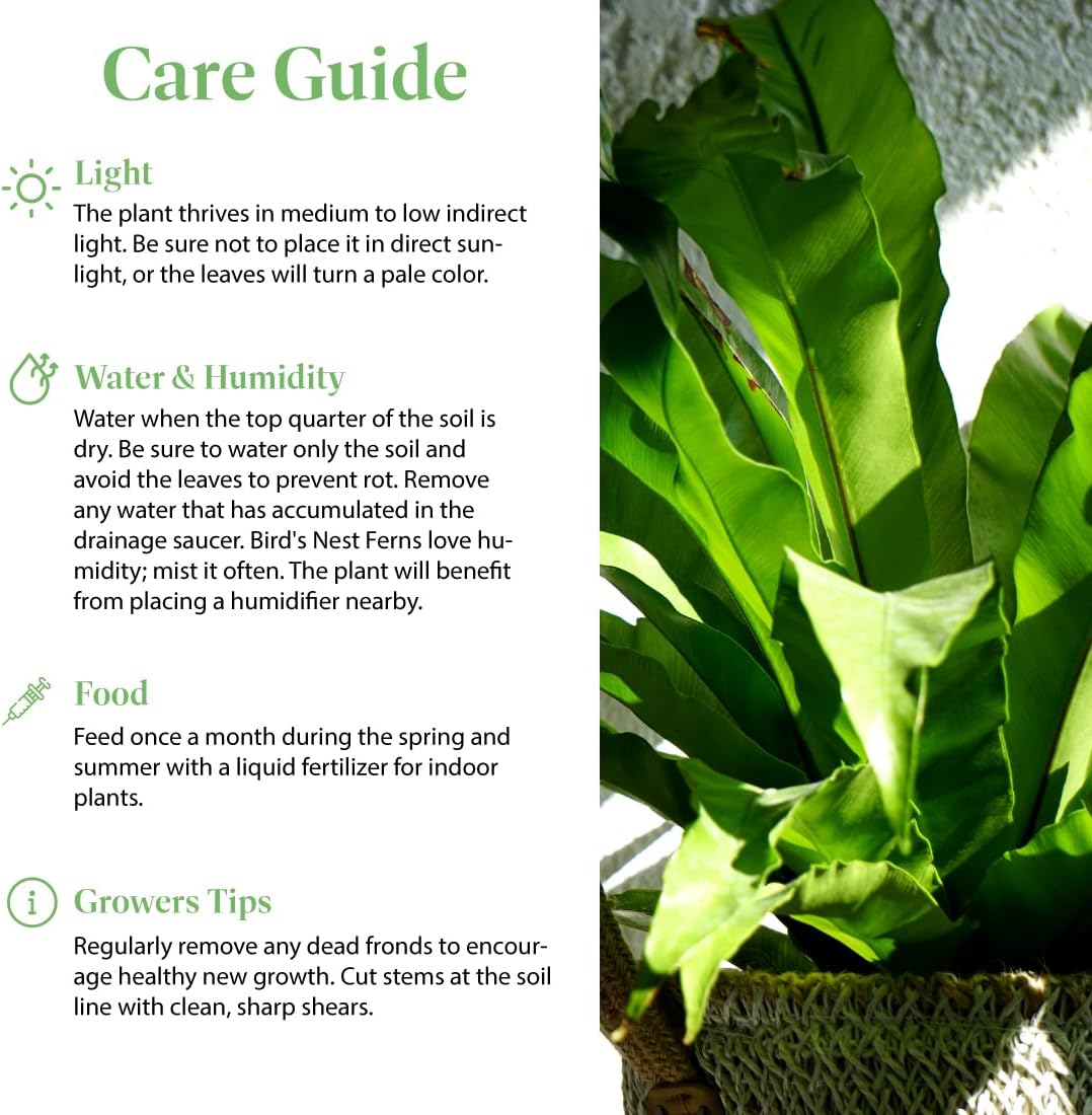 American Plant Exchange Bird’s Nest Fern – 6-Inch Pot – Live Easy Care Indoor Houseplant