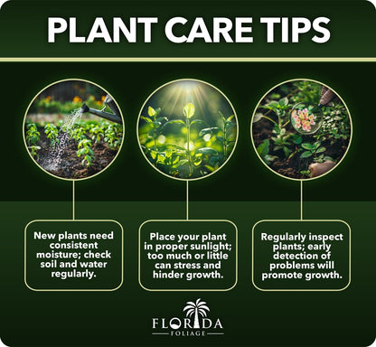 Ligustrum Waxleaf Privet - 3 Live Plants 2" Pot Size - Evergreen Privacy Hedge