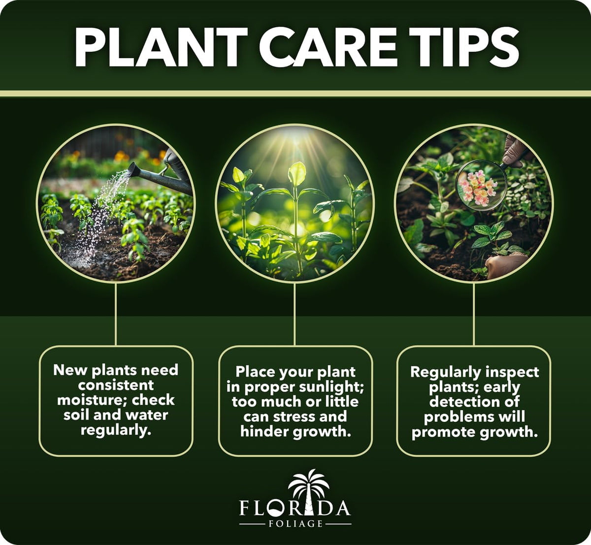 Variegated Asiatic Jasmine | 40 Live Plants | Trachelospermum Asiaticum | Fast Growing Ground