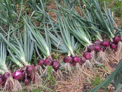 Simply Seed™ - Sweet Red Onion Bulbs - 1LB - Naturally Grown - Non GMO - Grow Anywhere - American