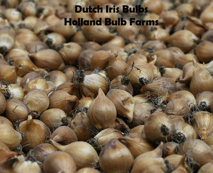Mixed Tall Dutch Iris - 25 Bulbs
