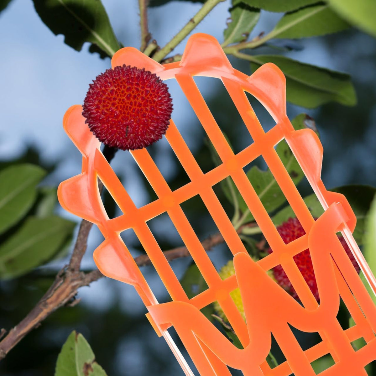 2pcs Fruit Picker Tool Basket Jujube and Pomegranate Harvesting Tool for Garden Telescoping Fruit