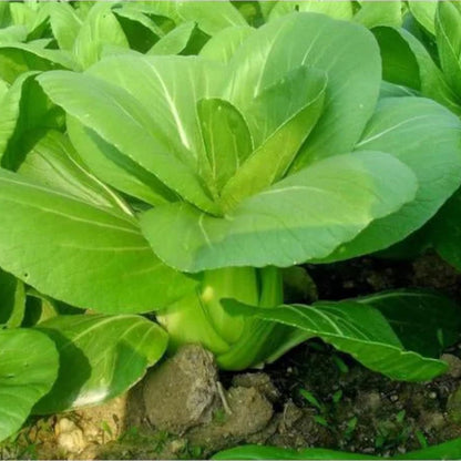 All Year Round Organic Chinese Cabbage Seeds, 1000pcs, Non-GMO, High 95% Germination, Perfect for