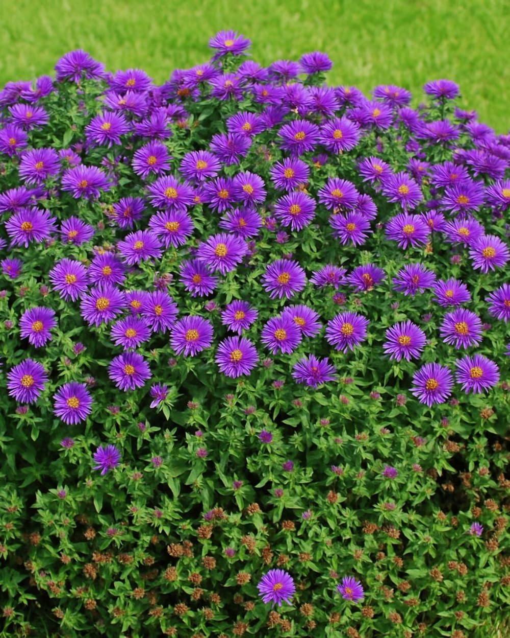 Perennial Farm Aster Novae-Angliae 'Purple Dome' – Live Dwarf New England Perennial in #1