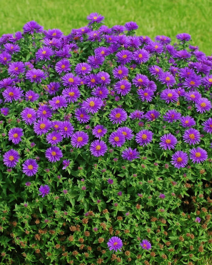 Perennial Farm Aster Novae-Angliae 'Purple Dome' – Live Dwarf New England Perennial in #1
