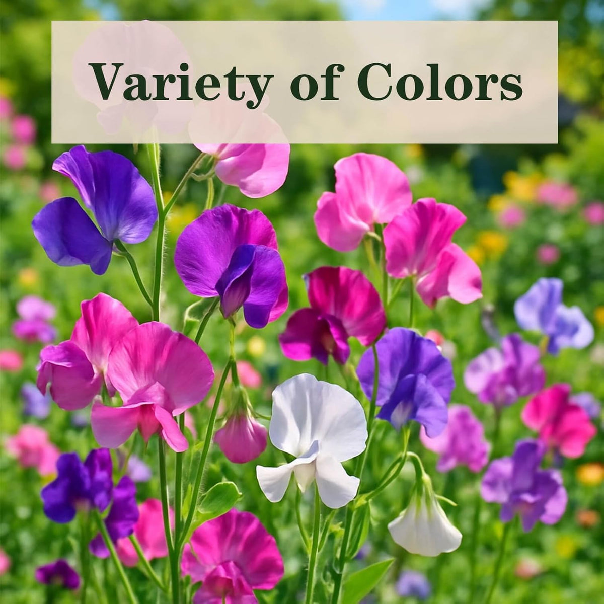 600+ Count Sweet Pea Seeds – Fragrant Flower Seeds, Easy to Grow with High Germination, Colorful