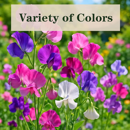 600+ Count Sweet Pea Seeds – Fragrant Flower Seeds, Easy to Grow with High Germination, Colorful