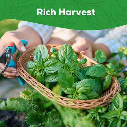 Genovese Basil Seeds for Planting - 500 Heirloom, Non-GMO Seeds - Sweet Basil Herb Seeds for Home