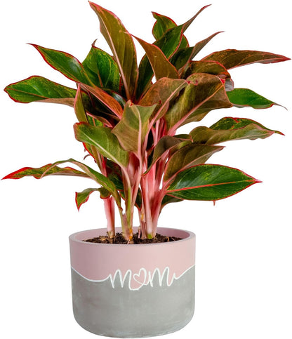 Costa Farms Chinese Evergreen, Easy to Grow Live Indoor Plant Aglaonema, Potted Houseplant in Cute