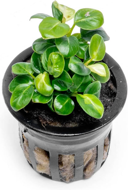SubstrateSource Anubias Live Aquarium Plants - Potted Freshwater Plant for Fish Tanks, Terrariums