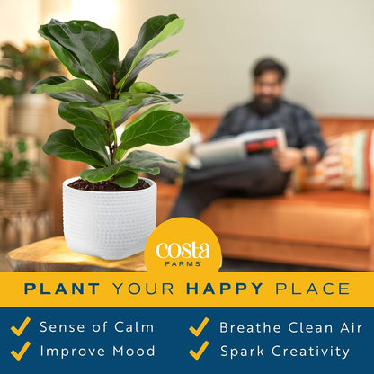 Costa Farms Fiddle Leaf Fig Tree Live Plant, Little Ficus Indoor Plant in Modern Decor Planter