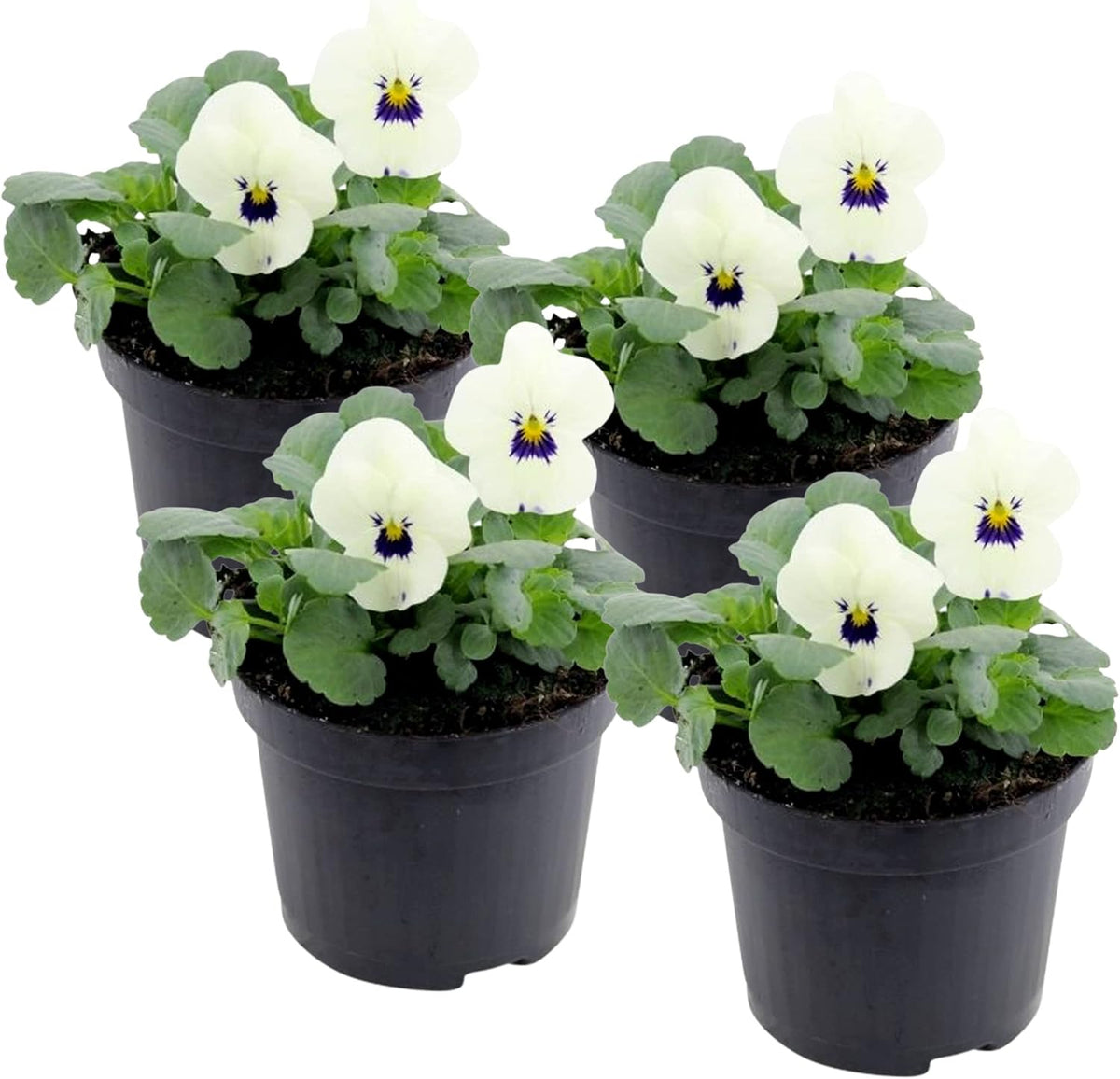 Live Healthy Flowering Pansies - White Blotch (4 Plants Per Pack), Beautiful Fall Color, 6" Tall by