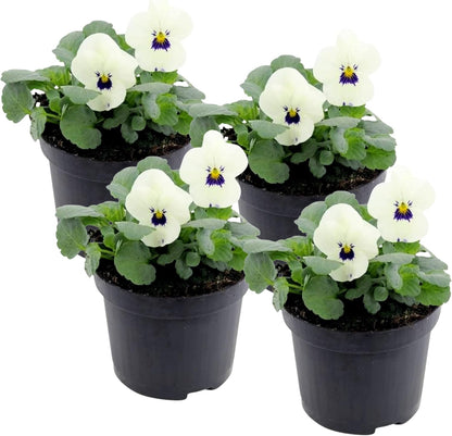 Live Healthy Flowering Pansies - White Blotch (4 Plants Per Pack), Beautiful Fall Color, 6" Tall by
