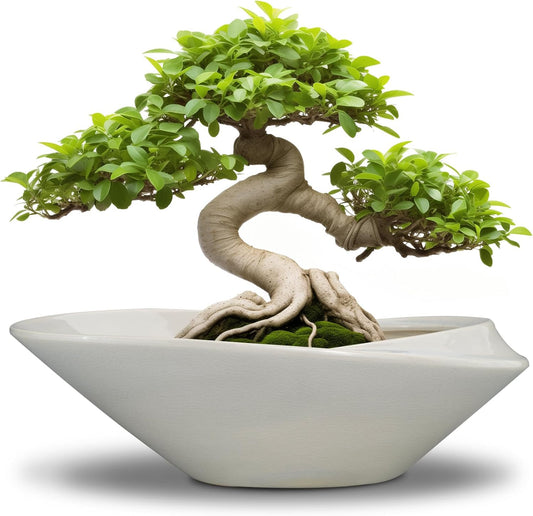 Bonsai Planter Pot - 12 Inch Ceramic Plant Pot for Indoor Plants Outdoor Decorative Flower Pot